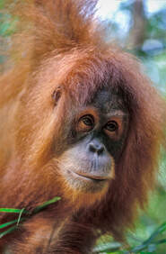 Close up of a young orangutan in Sumatra