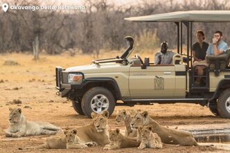A group of lions and people on a safari observing them